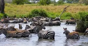 2-day serengeti safari from Mwanza | 2 days Serengeti safari from Mwanza | Kizza Adventures